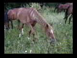 [ph0067.mov]
