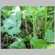 DSCN0545.JPG